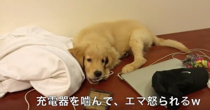 ゴールデンレトリーバー,動画