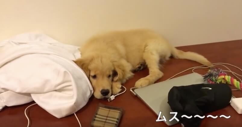 ゴールデンレトリーバー,動画