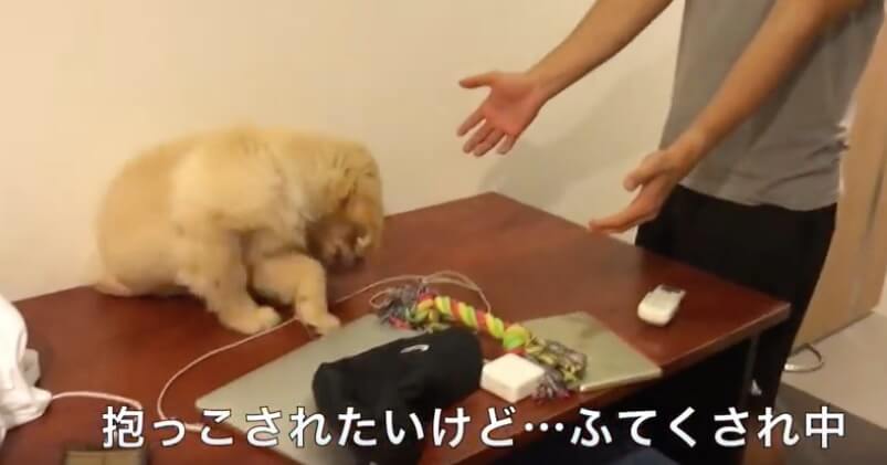 ゴールデンレトリーバー,動画