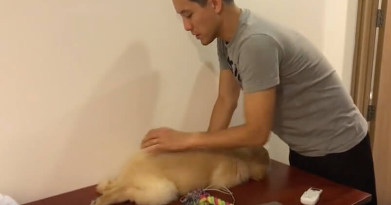 ゴールデンレトリーバー,動画