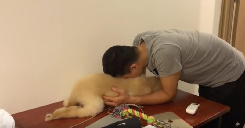 ゴールデンレトリーバー,動画