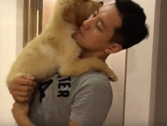 ゴールデンレトリーバー,動画