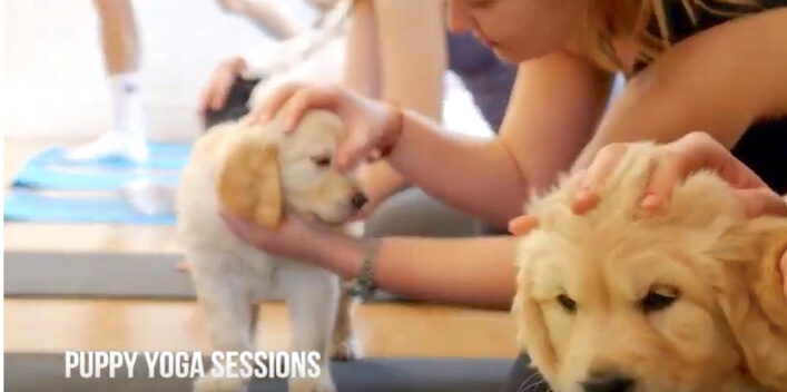 ゴールデンレトリーバー,ヨガ,子犬