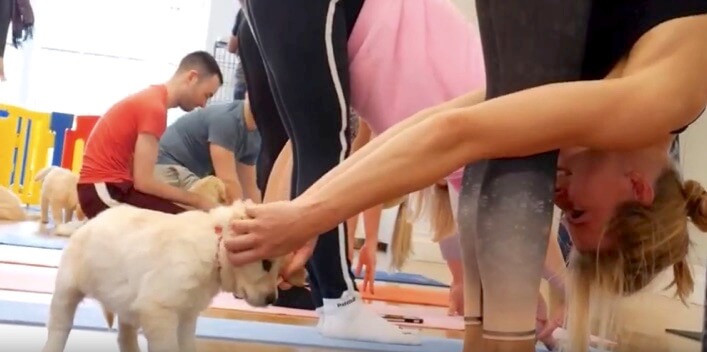 ゴールデンレトリーバー,ヨガ,子犬