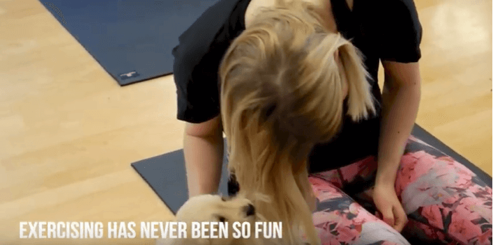 ゴールデンレトリーバー,ヨガ,子犬