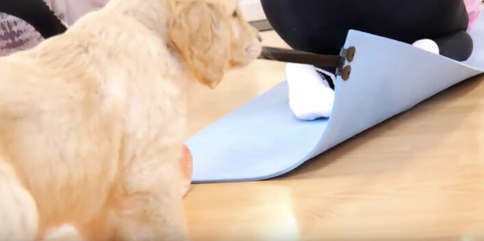 ゴールデンレトリーバー,ヨガ,子犬