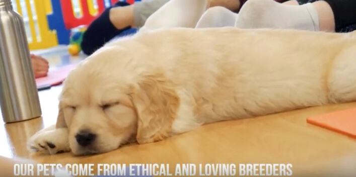 ゴールデンレトリーバー,ヨガ,子犬