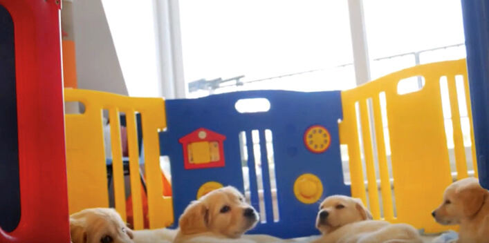 ゴールデンレトリーバー,ヨガ,子犬