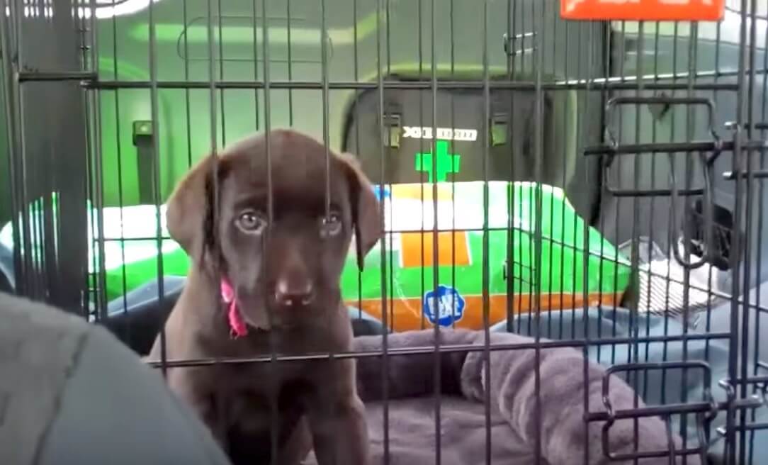 ラブラドールレトリーバー,動画