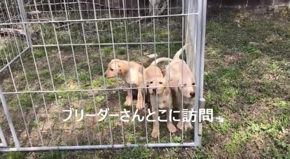 ラブラドールレトリーバー,動画