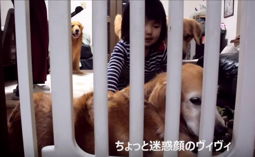 ゴールデンレトリーバー,動画