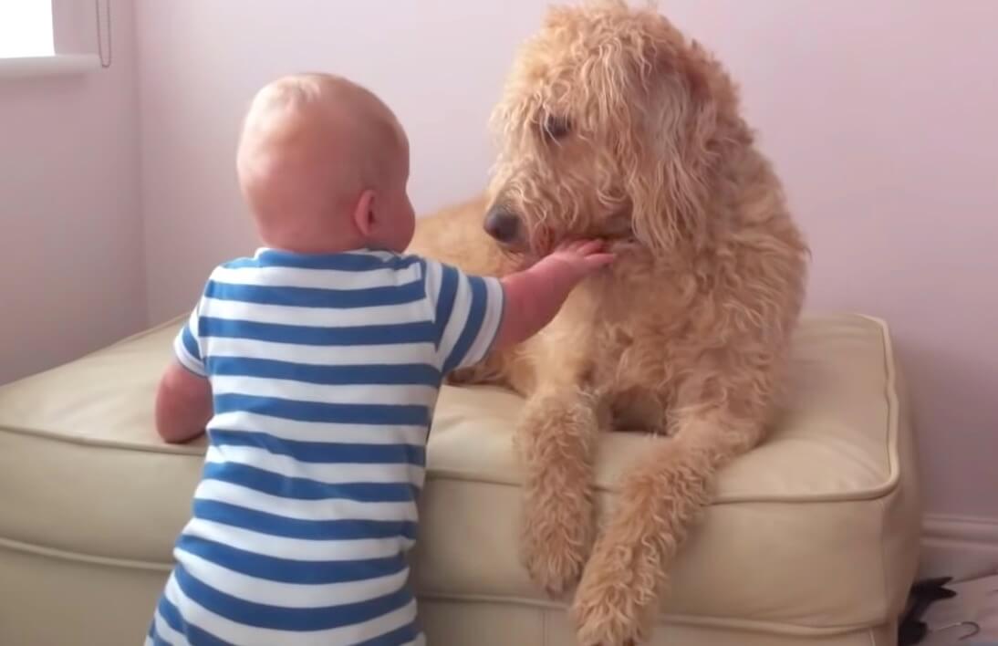 ラブラドュードル,動画