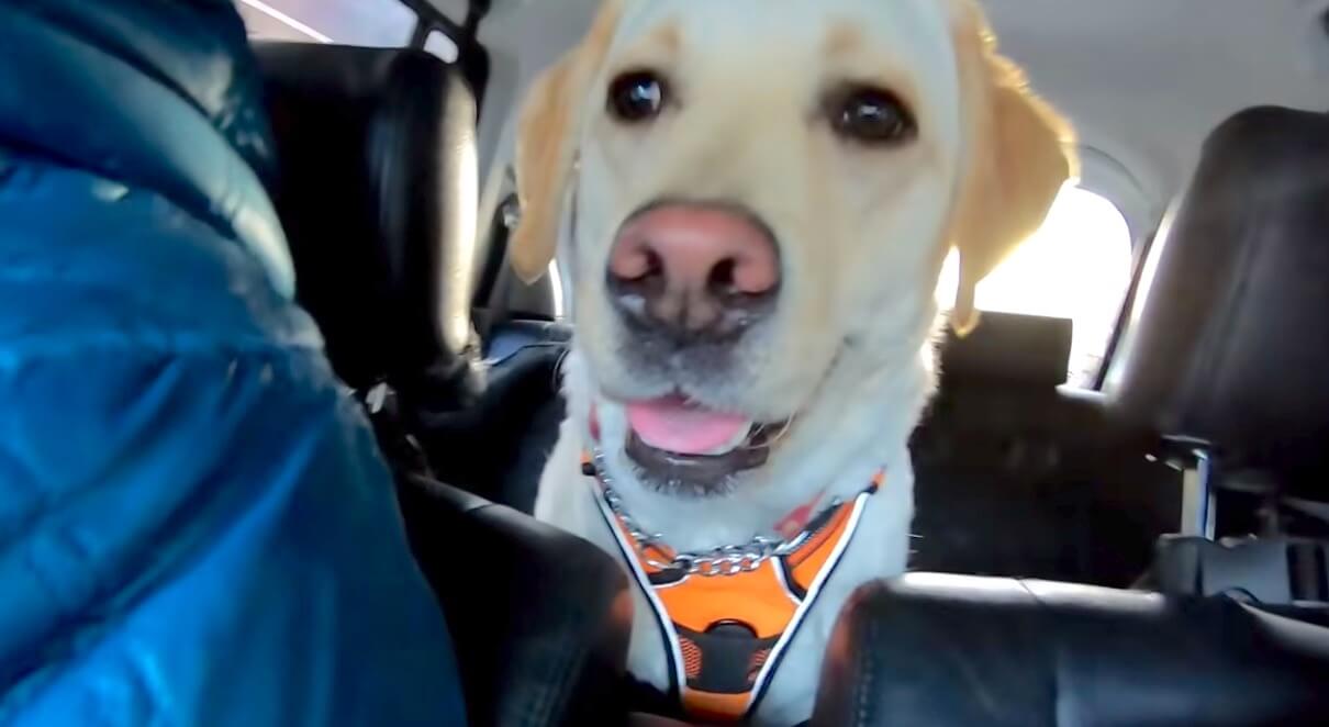 ラブラドールレトリーバー,動画