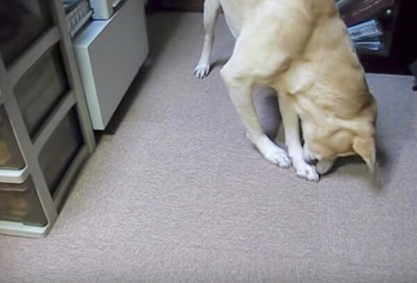 ラブラドールレトリーバー,動画