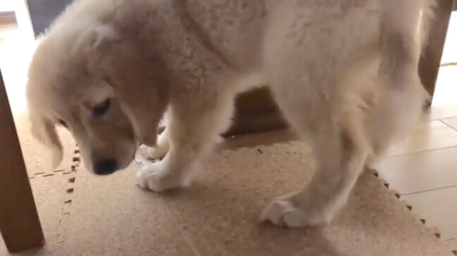 ゴールデンレトリーバー,動画