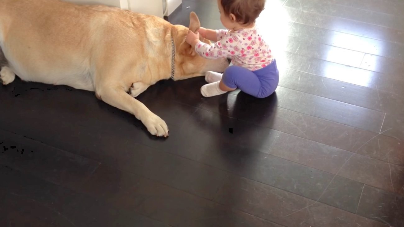 ラブラドールレトリーバー,動画