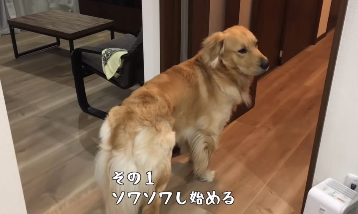 ゴールデンレトリーバー,動画