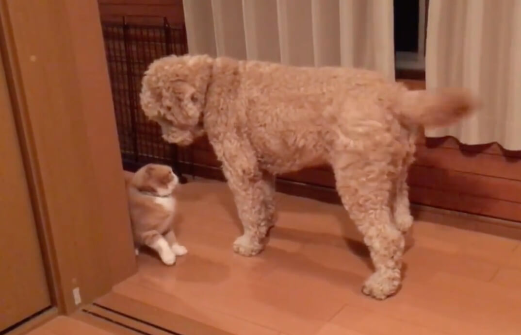 ゴールデンドゥードル,動画