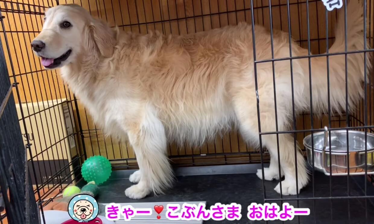 ゴールデンレトリーバー,動画