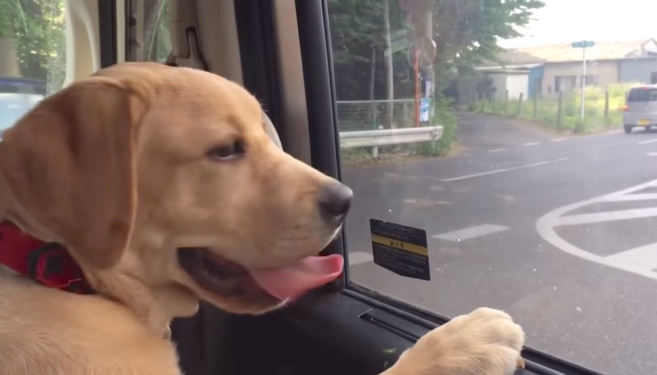 ラブラドールレトリーバー,動画