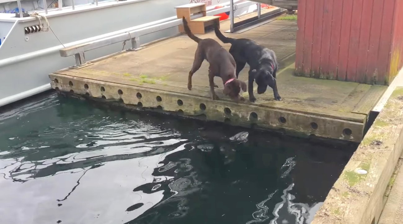 ラブラドールレトリーバー,動画