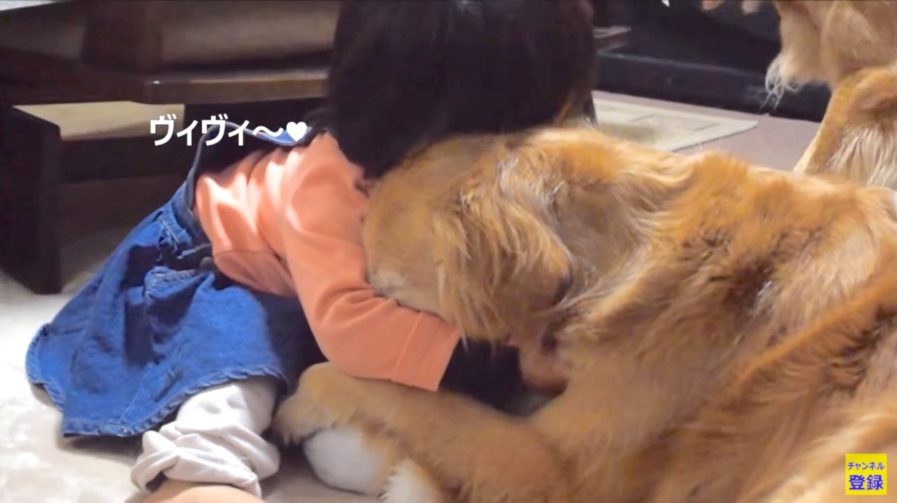 ゴールデンレトリーバー,動画