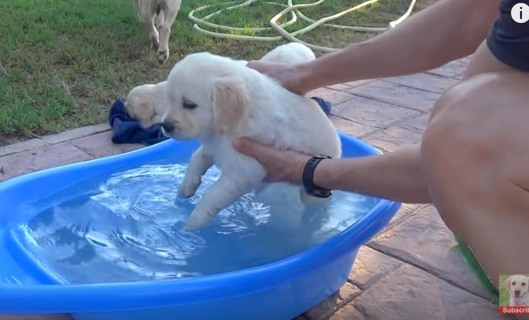 ラブラドールレトリーバー,動画