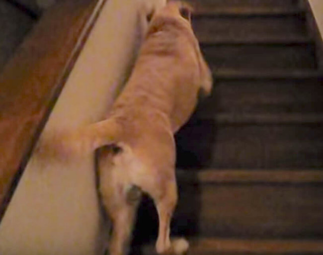 ラブラドールレトリーバー,動画