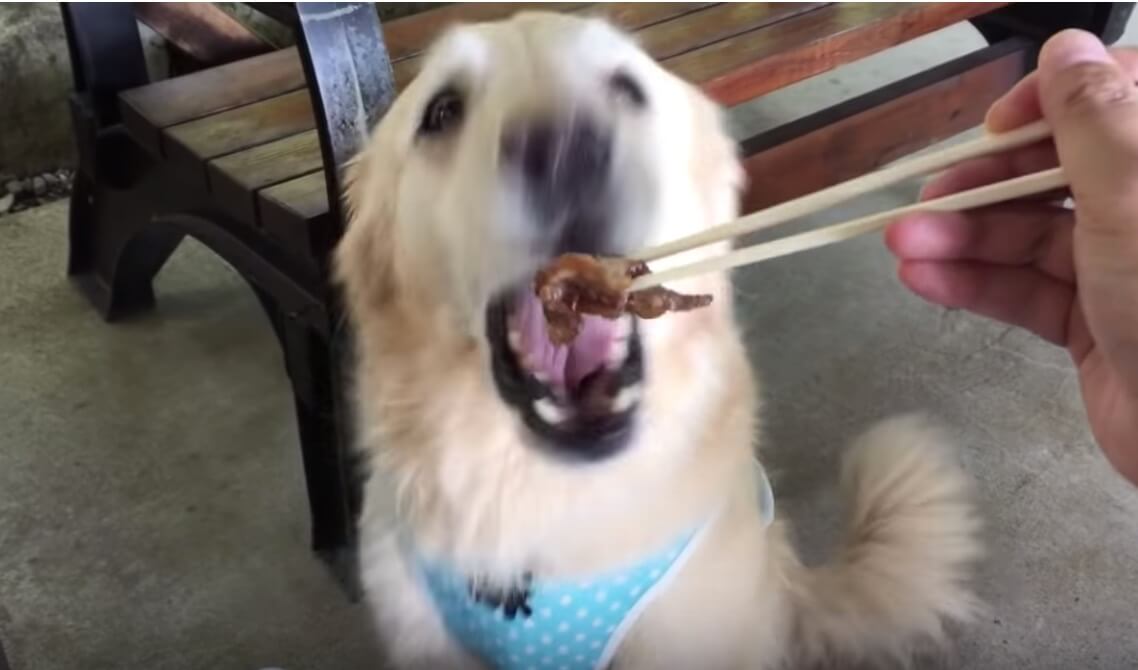 ゴールデンレトリーバー,動画