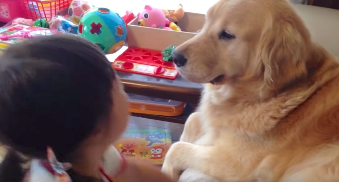 ゴールデンレトリーバー,動画