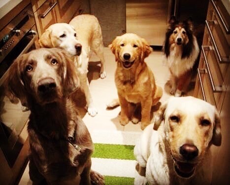 レトリーバー,ごはん