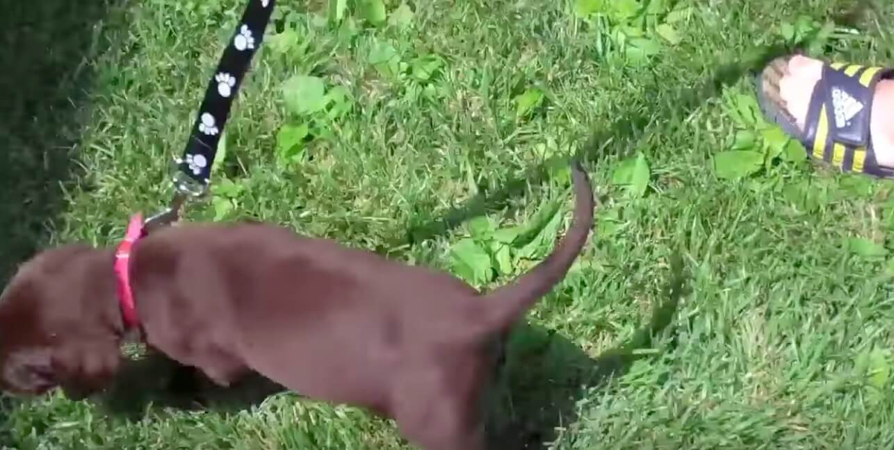 ラブラドールレトリーバー,動画