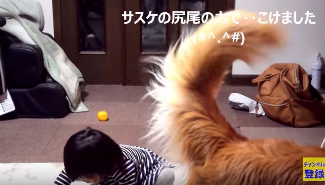 ゴールデンレトリーバー,動画