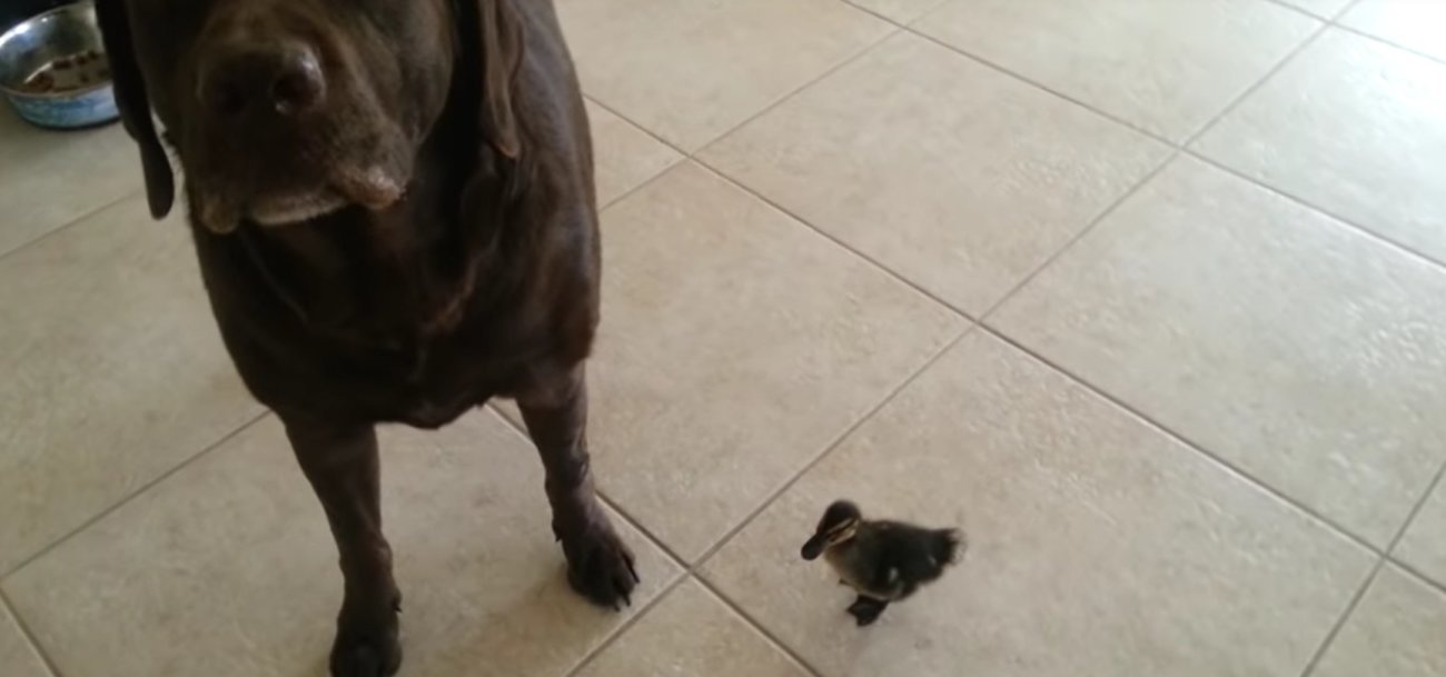 ラブラドールレトリーバー,動画