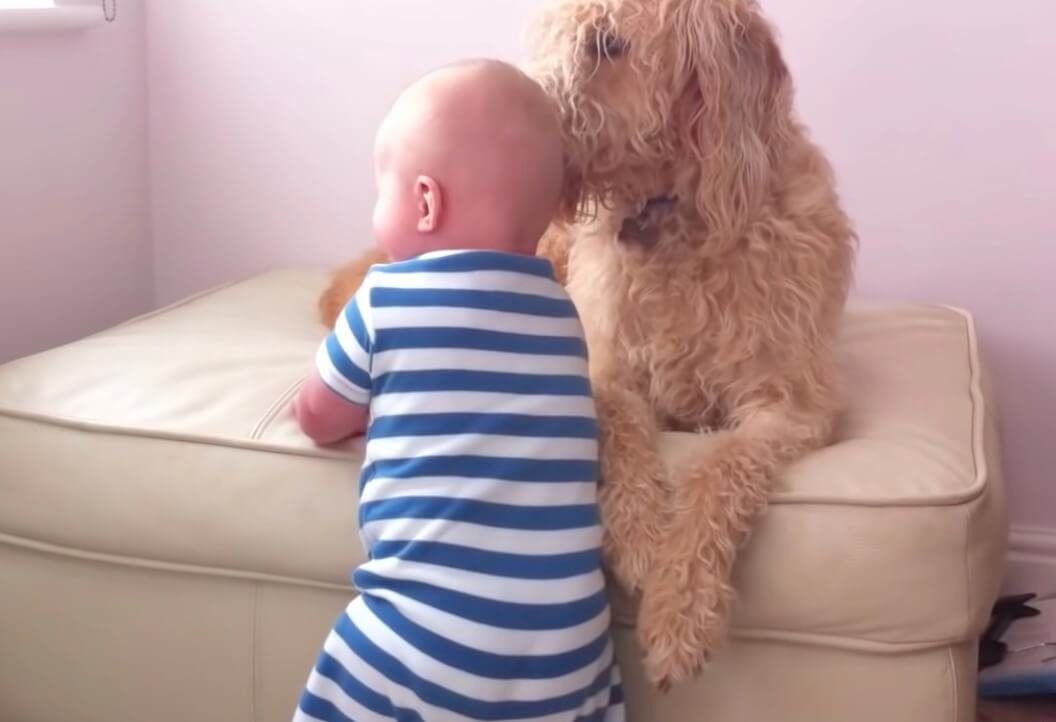 ラブラドュードル,動画