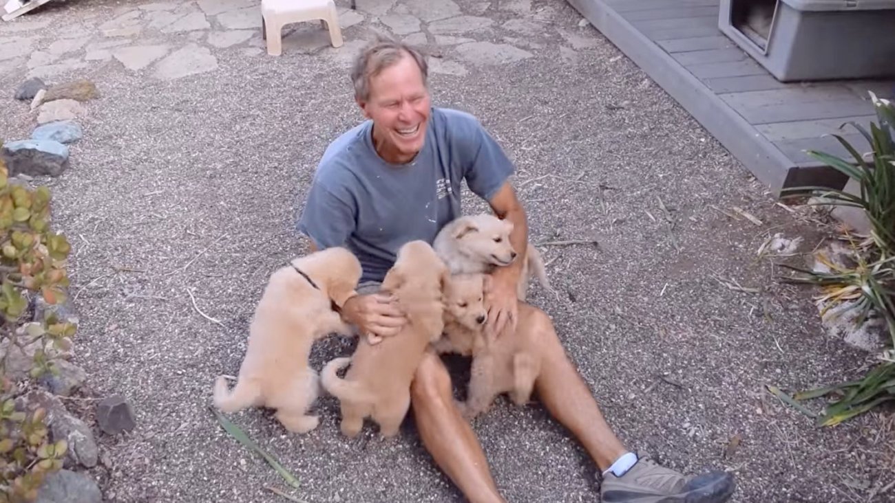 ゴールデンレトリーバー,動画