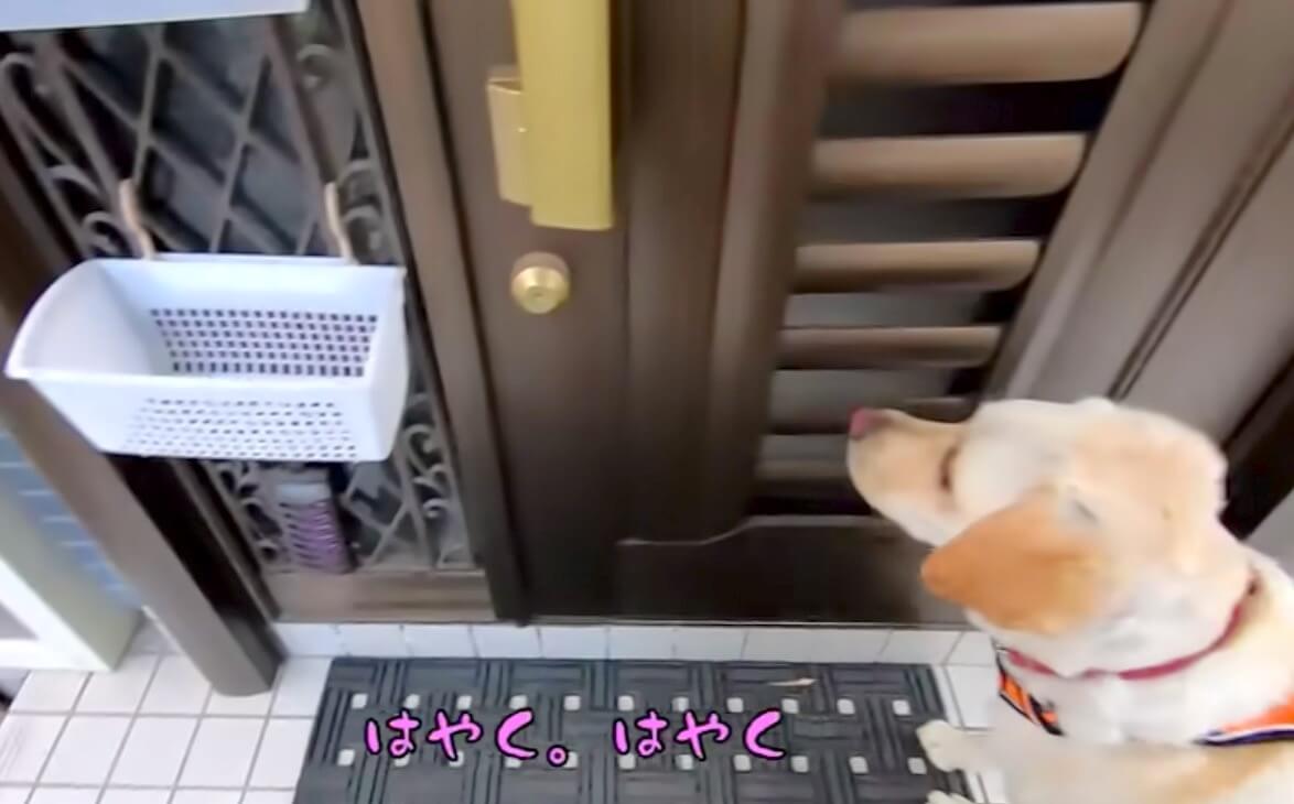 ラブラドールレトリーバー,動画