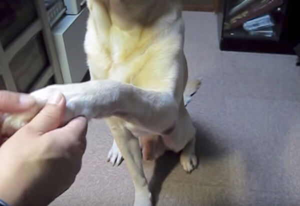 ラブラドールレトリーバー,動画