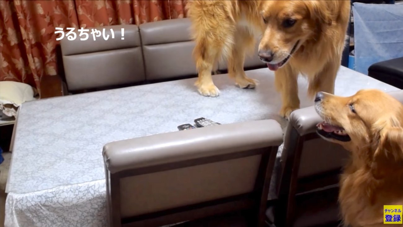 ゴールデンレトリーバー,動画