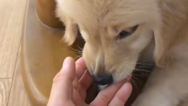 ゴールデンレトリーバー,動画