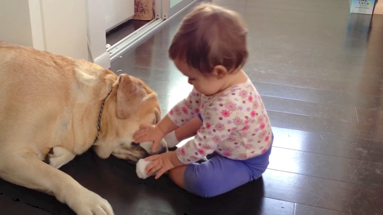 ラブラドールレトリーバー,動画