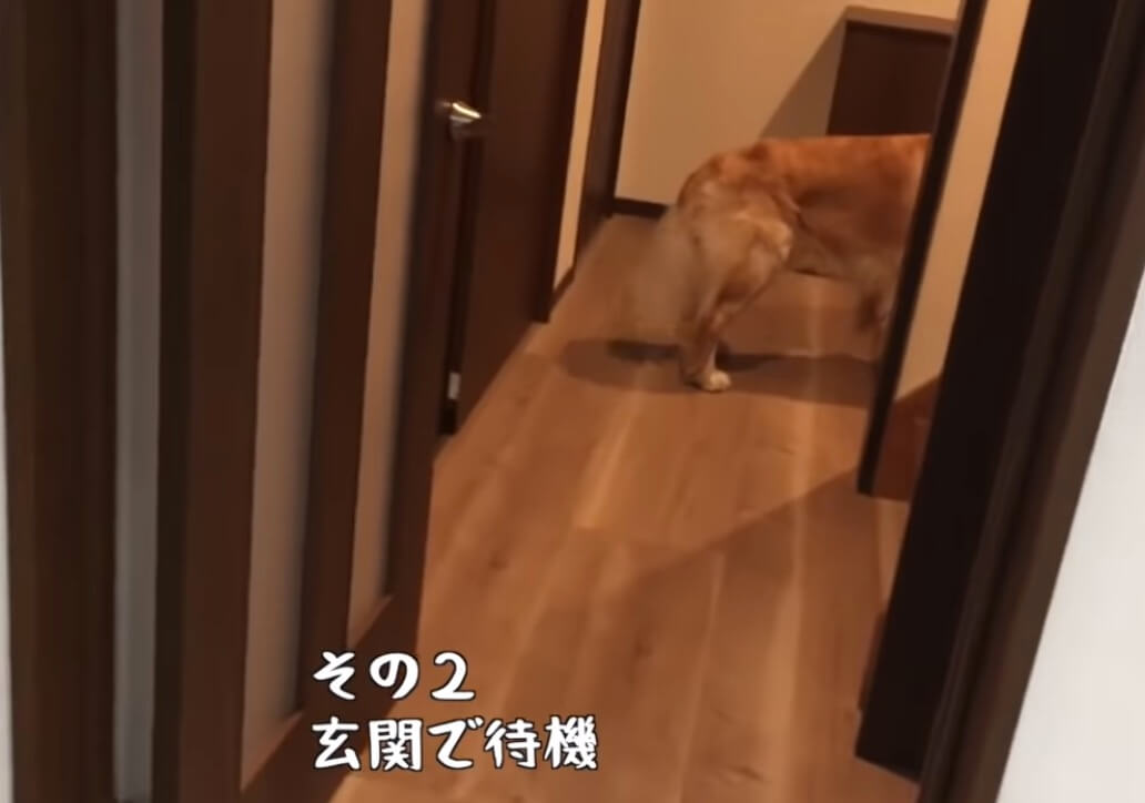 ゴールデンレトリーバー,動画