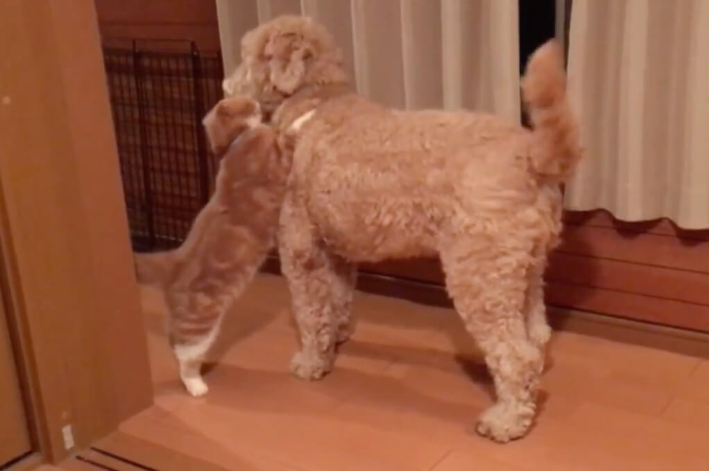 ゴールデンドゥードル,動画