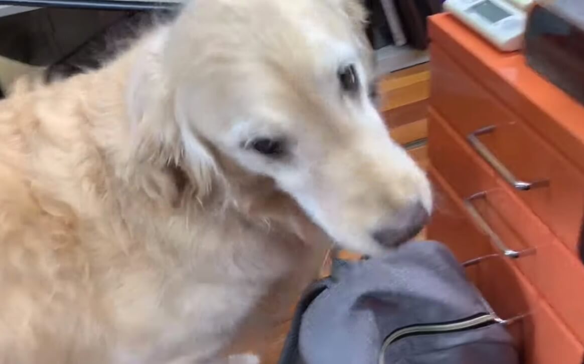 ゴールデンレトリーバー,動画