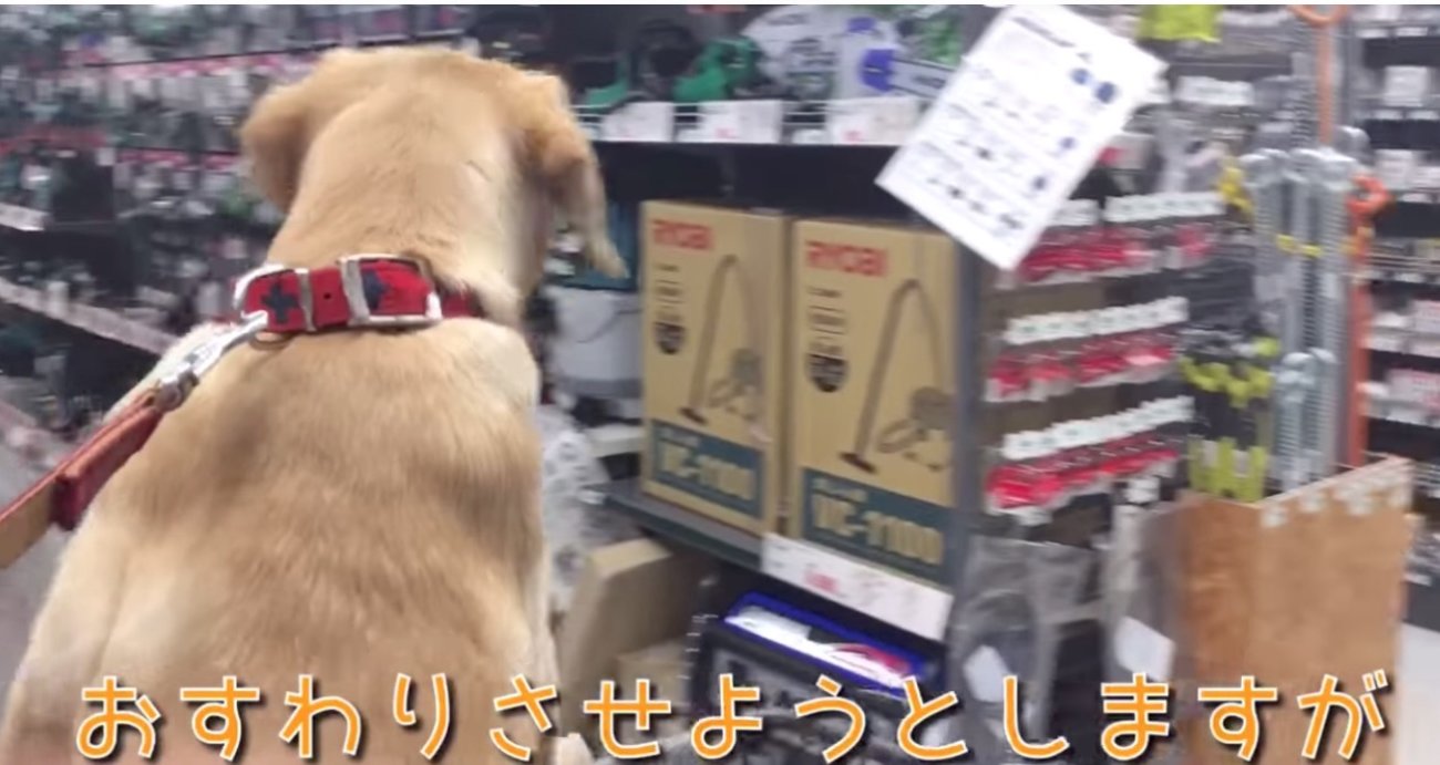 ラブラドールレトリーバー,動画