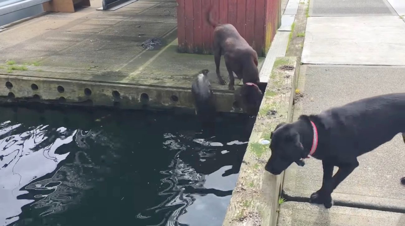 ラブラドールレトリーバー,動画