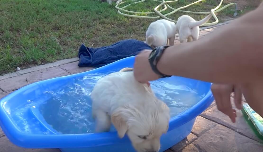 ラブラドールレトリーバー,動画