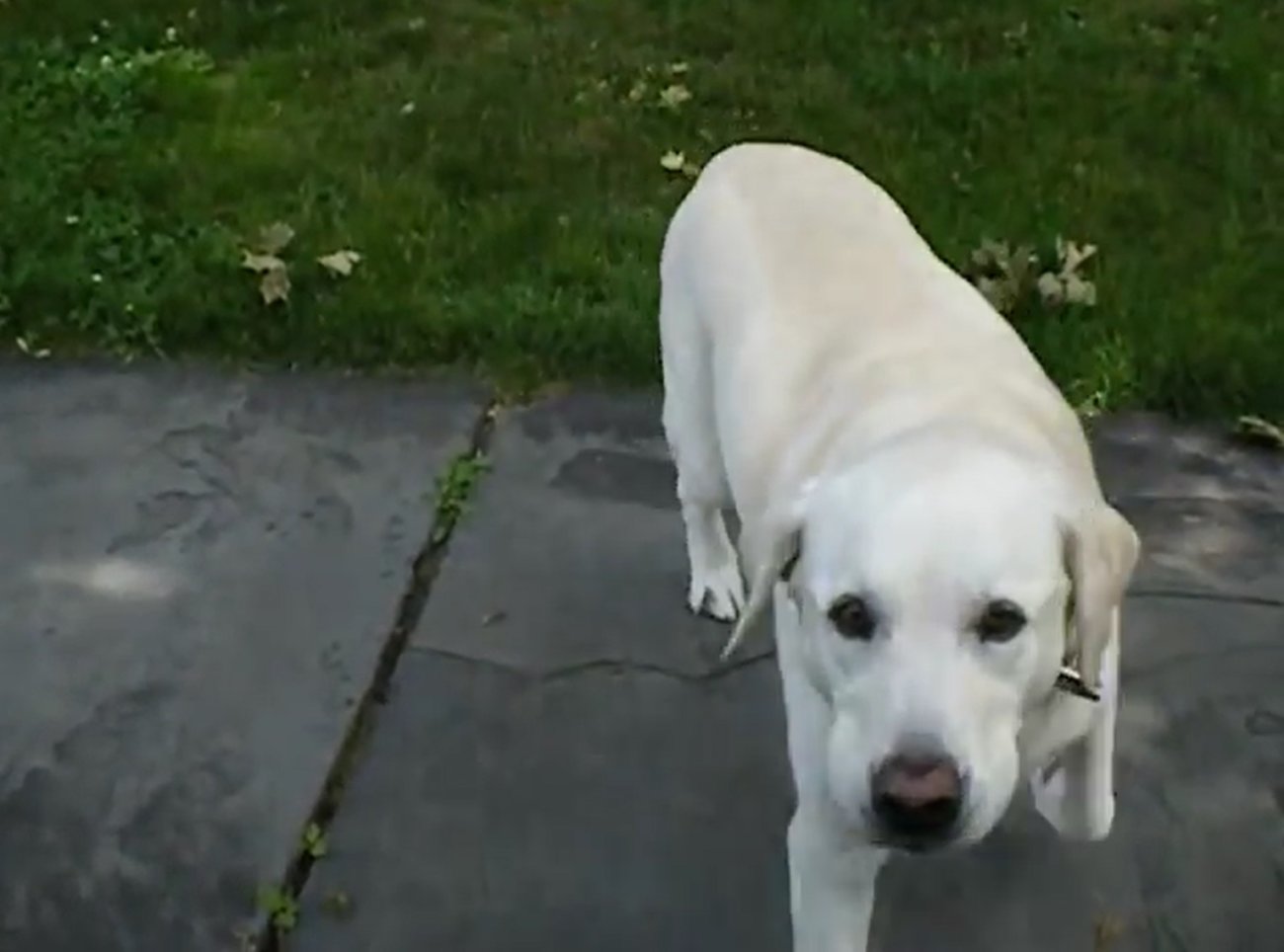 ラブラドールレトリーバー,動画
