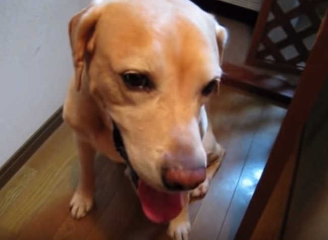 ラブラドールレトリーバー,動画