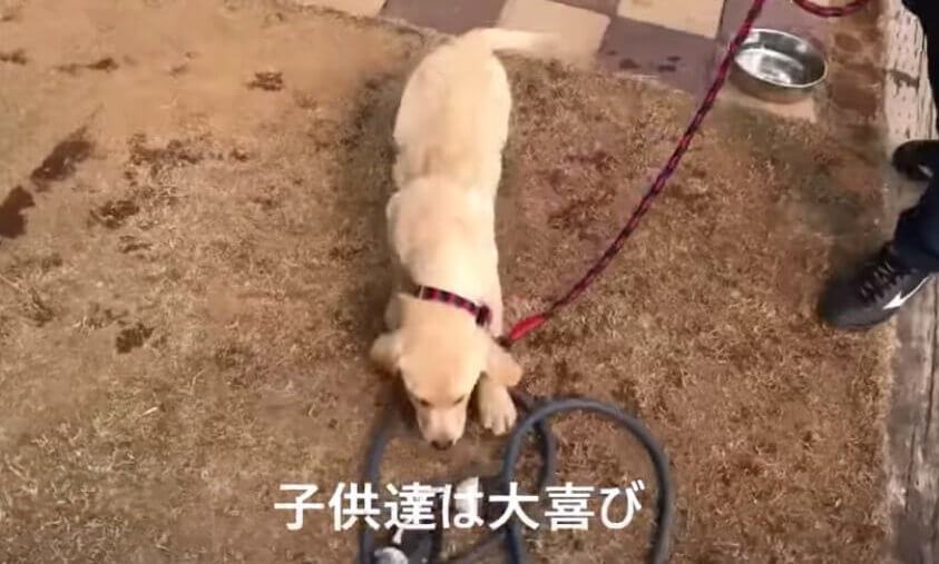 ラブラドールレトリーバー,動画